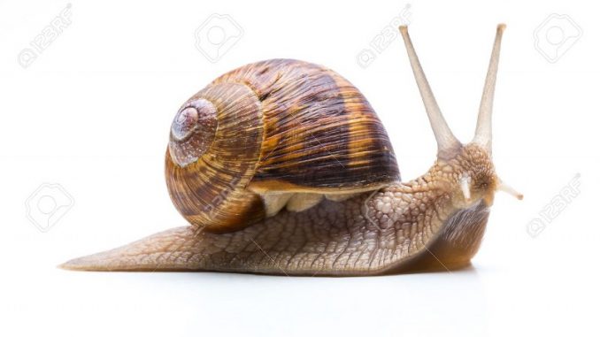 helix-aspersa-muller_800x481 helix-aspersa-muller_800x481
