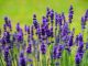 5-utilizzi-olio-essenziale-di-lavanda_800x533