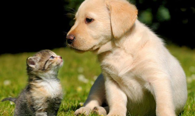 come-tenere-in-salute-animale-domestico-unapace_640x480